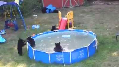 🔥 A family of black bears partying in someone’s backyard 🔥
