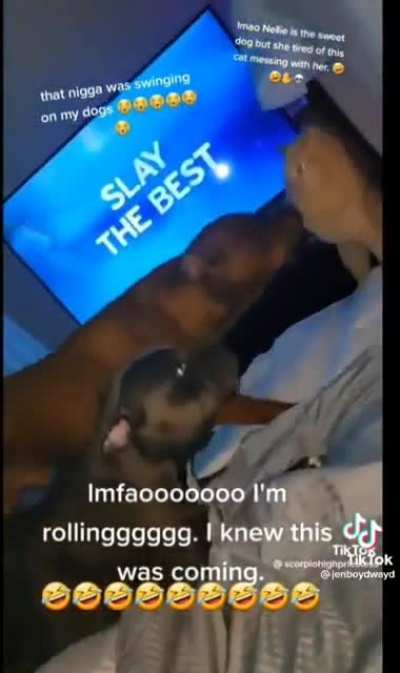 a cat choke slamming a pit is WILD 😭
