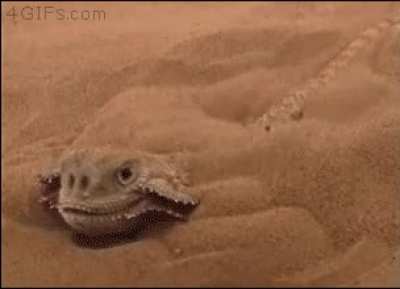 Lizzard hides in sand