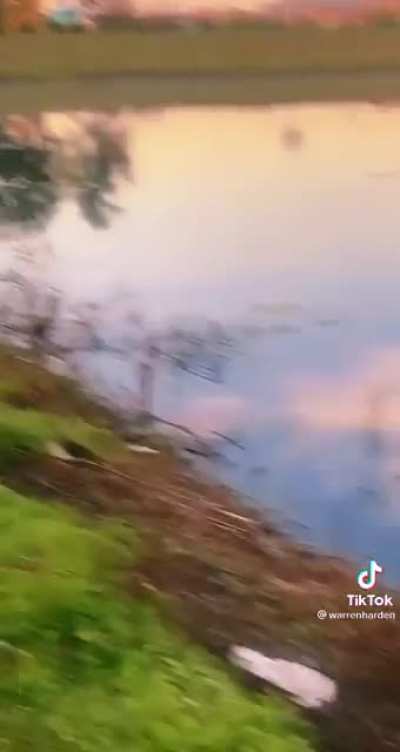 Gator infested