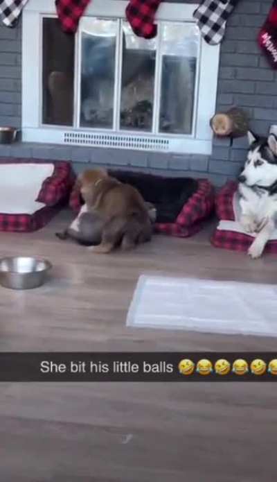 Bad dog