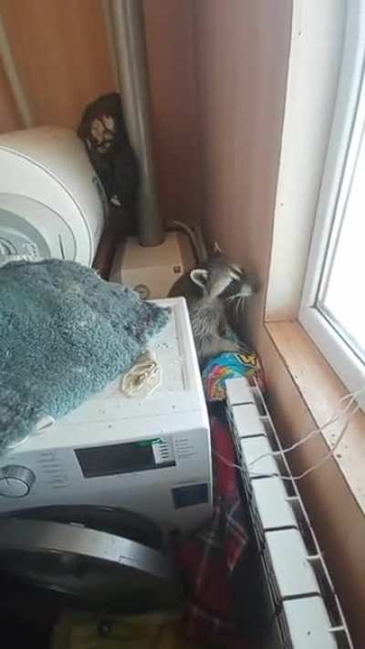 Хуенот Илюша