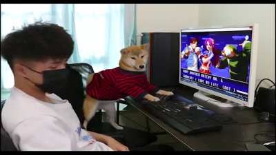 Funny Dog Playing PC games