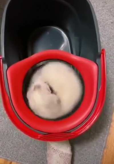Ferret is getting pretty entertained by getting spinned around.