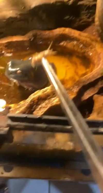 you angery me, you are my food now