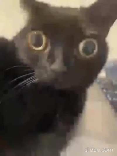 Confused wunk