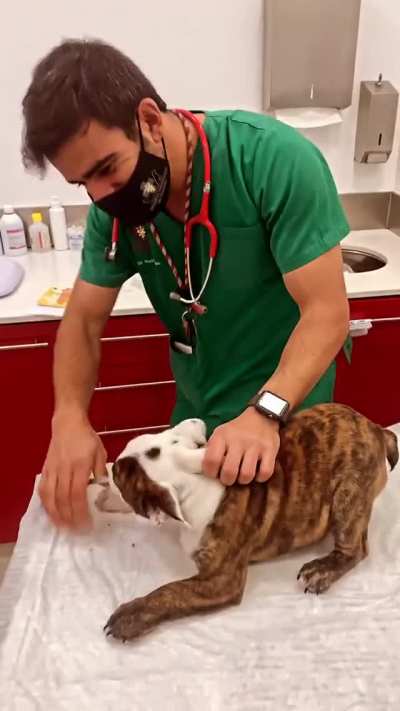 A Dog That Actually Enjoys Vet Visits