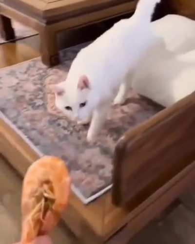 There're two types of cats.🐈🦐😅
