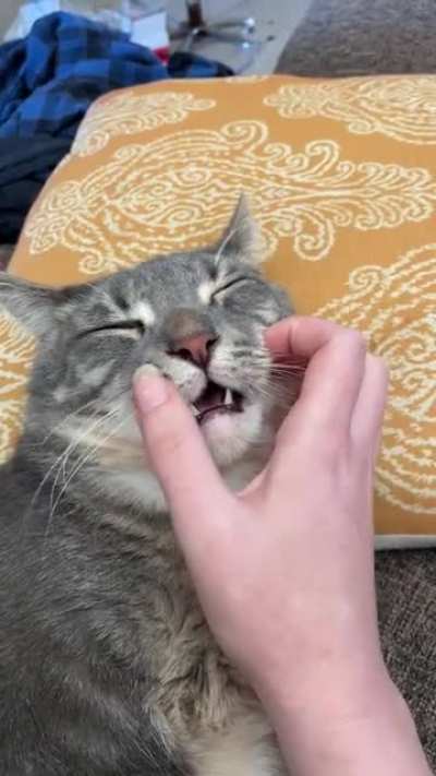 Whisker scratch teefies.