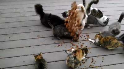 Found a YT video demonstrating why you shouldn't feed the neighborhood cats