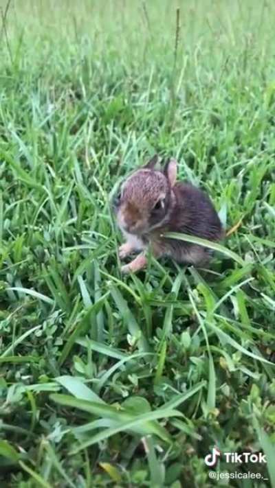 Diary of a little bunny