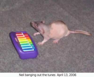 R.I.P. neil
