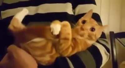 cat sucking