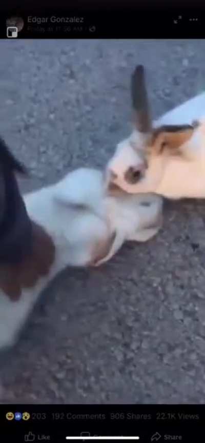 Rabbit doesn’t wanna leave his dead friend