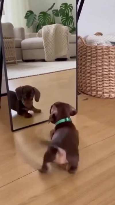 This puppy sees himself for the first time in the mirror