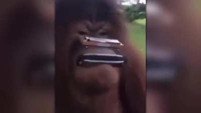 Macaco