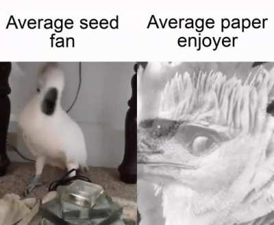 My birb ate my homework