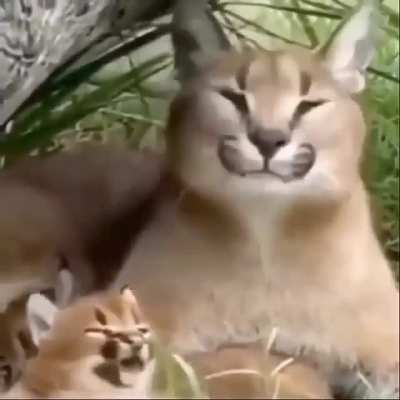 floppa mamá y floppa bebe