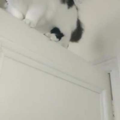 My a-door-able idiot
