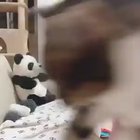 Cat gets mad for getting shoved out of the camera