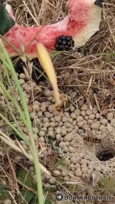 Mantis eating bugs