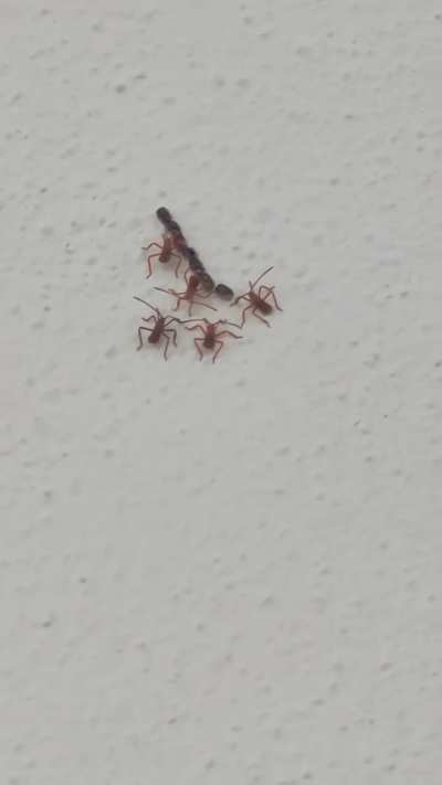 What's this bug?