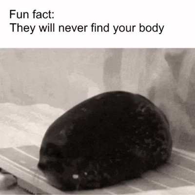 cute seal fact part 63!