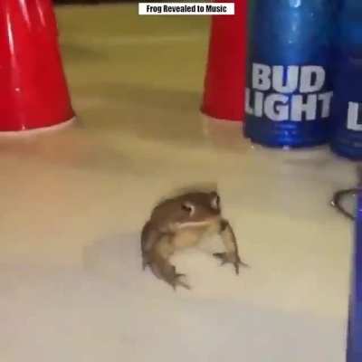 Sapo brabo