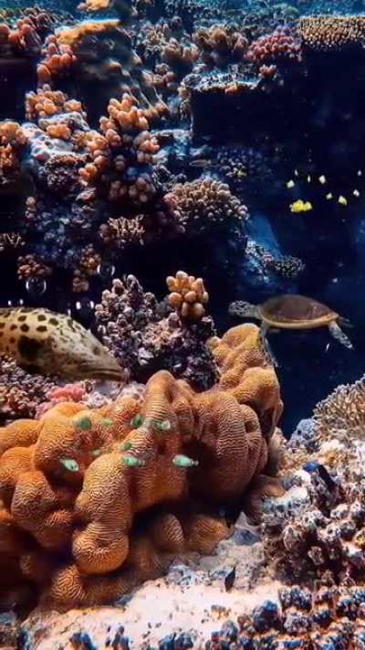 🐳🐟