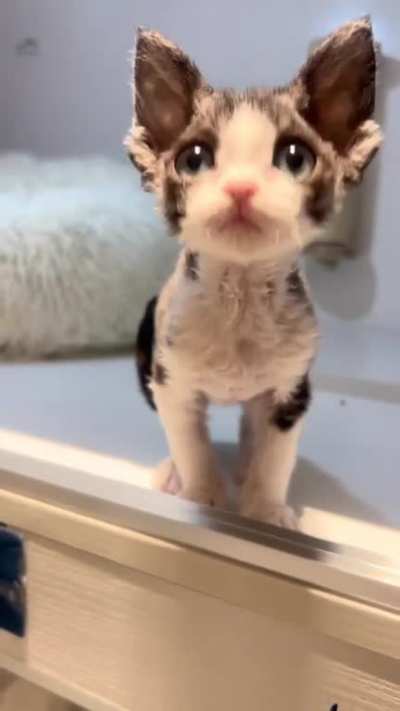 A Devon Rex kitten