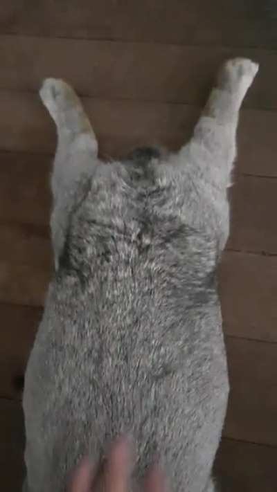 splooot