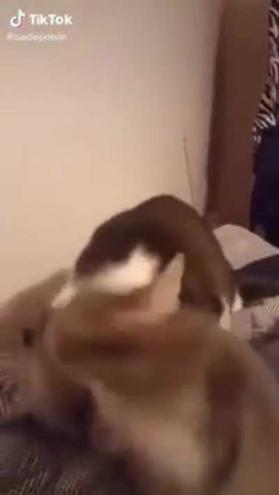 cut bites another cat