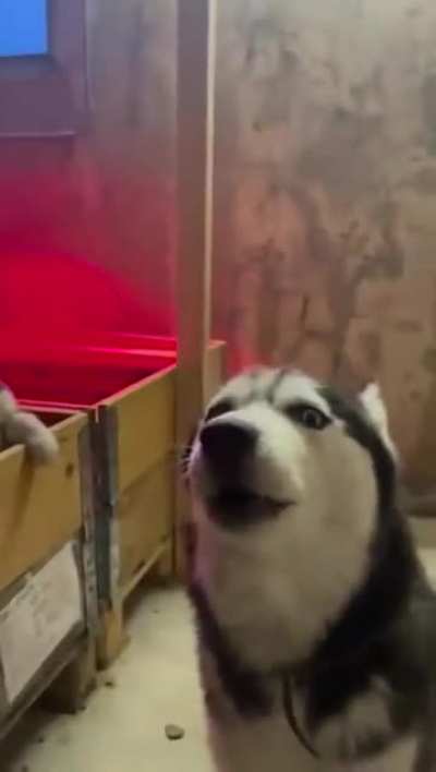 1 Woof, 4 Wuffles
