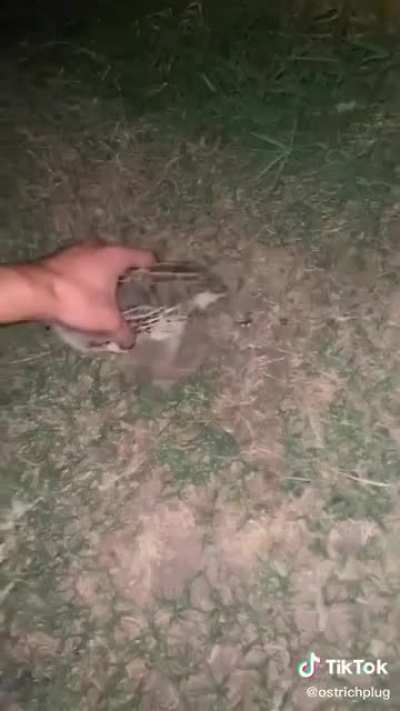 Why pawsom