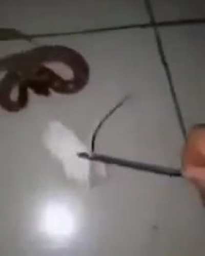 Here little snake, eat this rat