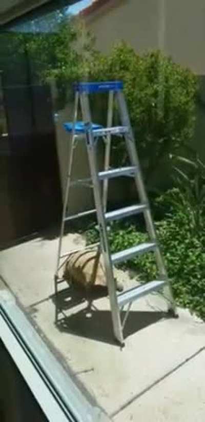 Escape Plan: Step 1