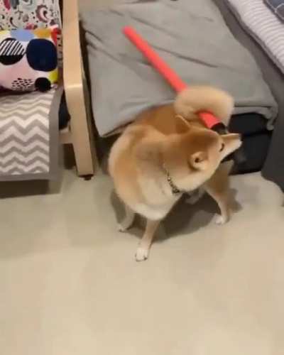 Jetstream Shiba
