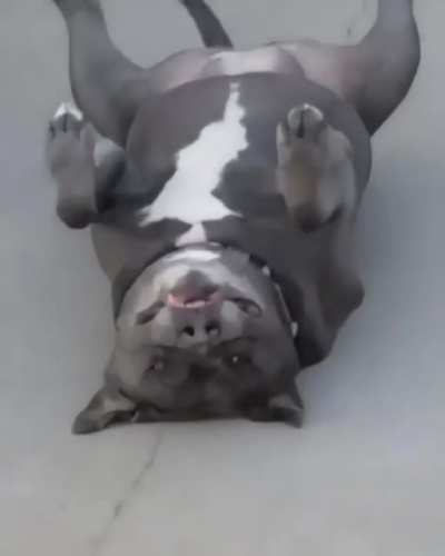 Australian dogs are weird