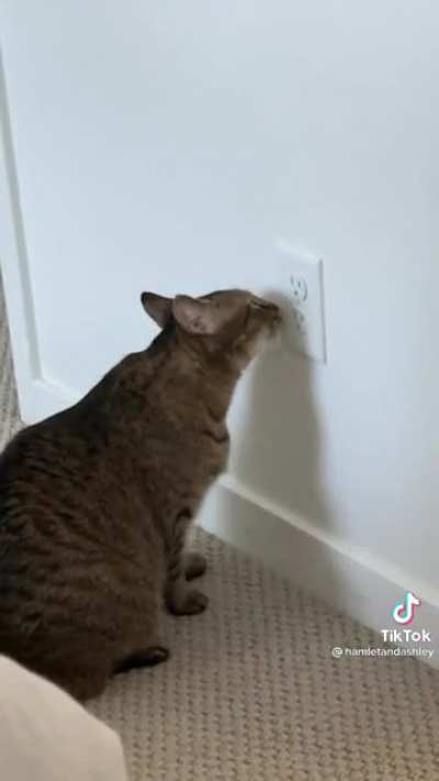 Proceeds to lick the outlet even more..