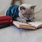 Don't teach cats to read. (Animal gif a day for all of May: Day 1)