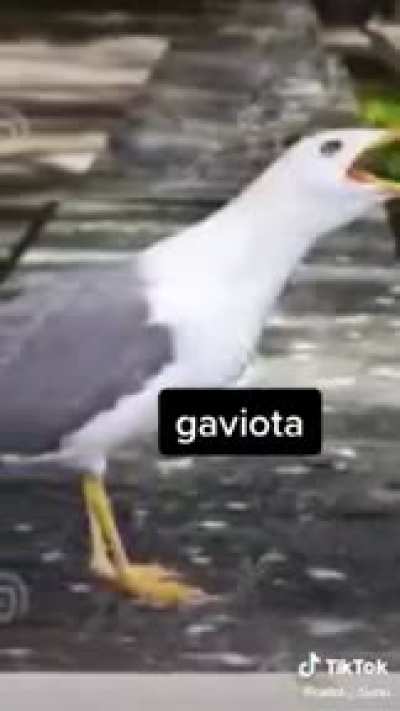 Nn sei c já postaram