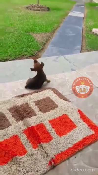 Ownnn 🦋 🐶 2.0
