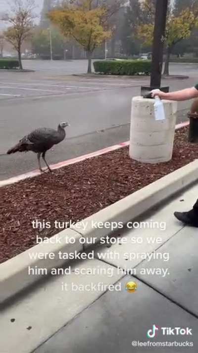 Dealing with a turkey