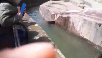Drunk man versus presumably sober bear