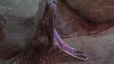 Opera snake