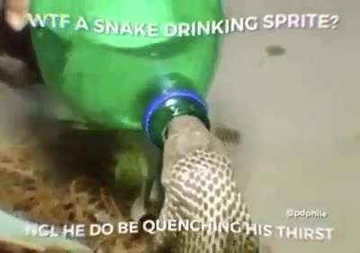 Wtf Snake do be Drinking tho 😳😳