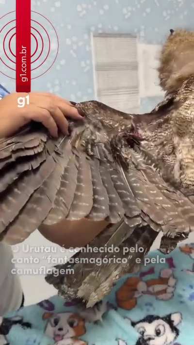 A rare Urutau Gigante (Great Potoo) rescued by firefighters in Rondônia, Brazil. This bird has nocturnal habits and is also known as “the ghost bird” due to its ability to remain motionless for several hours, mimicking a dead branch