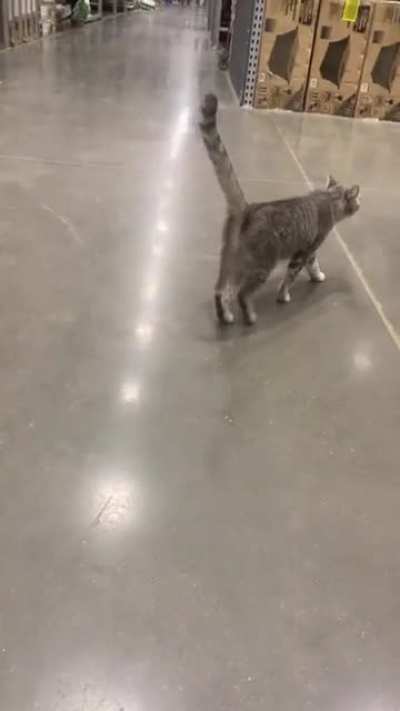 I work overnights at a hardware store and this little stray is always coming around making noises. (I opened the door to let him out and that’s when he started yelling lol)