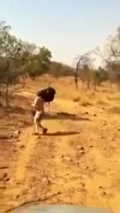 Because intimidating the Ostrich was such a good idea