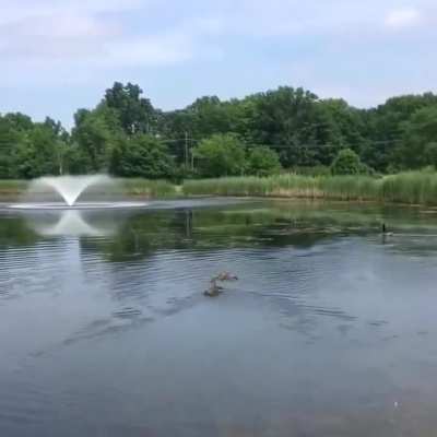 Duck who already has babies of her own immediately adopts 10 orphaned ducklings